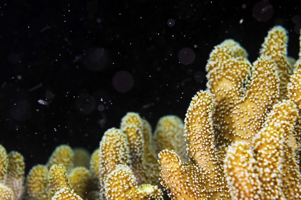 Coral spawning tq small