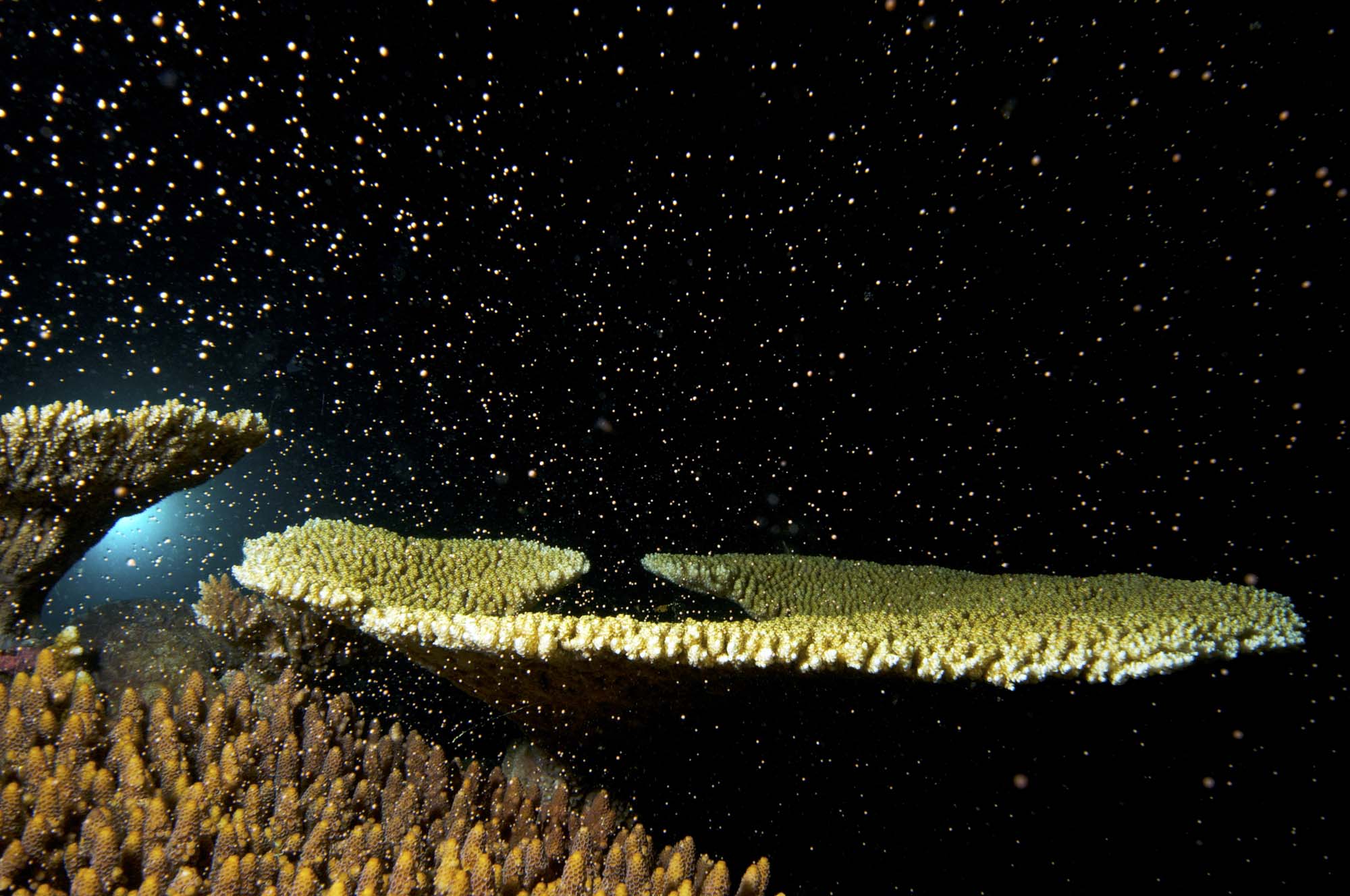 Coral spawning, Great Barrier Reef, Queensland