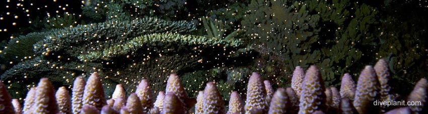 Coral spawning – one of nature’s wildest sex shows!