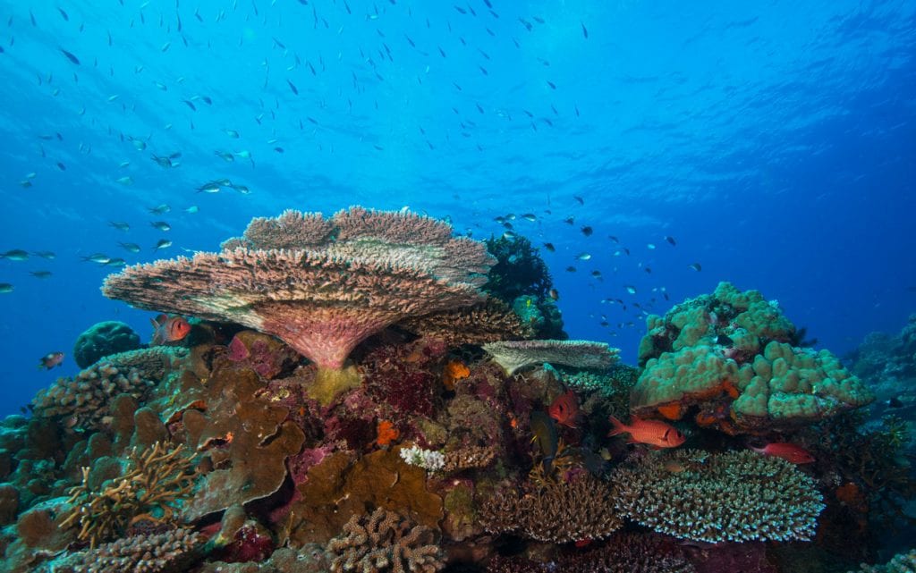 Diveplanit diving vanuatu efate big blue twin bommies coral scene jj