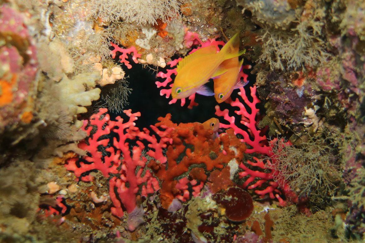 Diveplanit diving Vanuatu Santo Pacific Dive Million Dollar Point anthias under wreck_4337