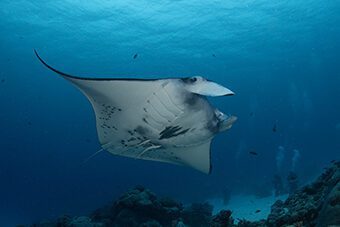 German Wall, Manta cleaning station Palau