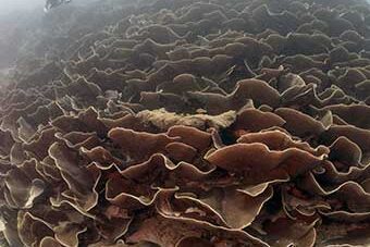 Drift Diving Ulong Channel, Palau