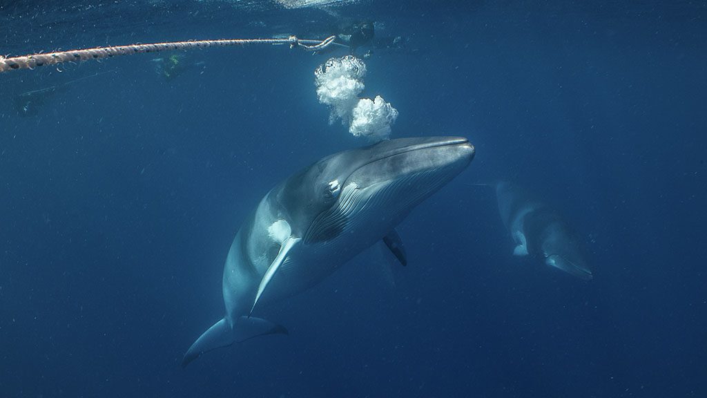 1 great barrier reef diving minke whale and drift line credit julia summerling copyright mike ball dive expeditions 22