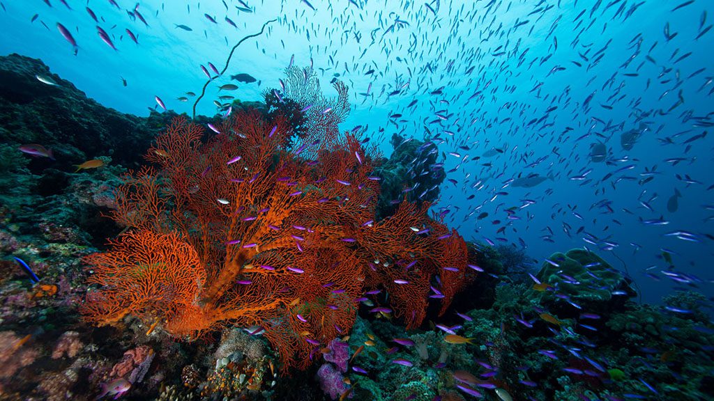 1 great barrier reef diving pixie pinnacle