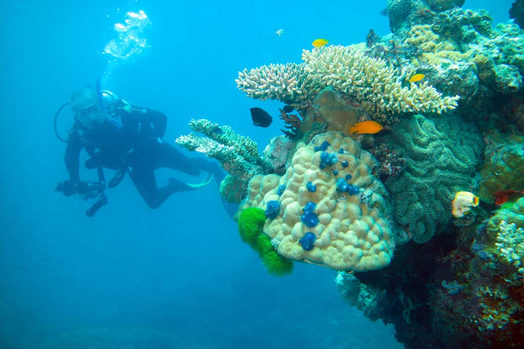 Diving Port Douglas Agincourt Christmas Tree coral and Simon_2473
