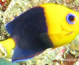 Angelfish cocosangel cki fci