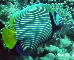 Angelfish emperor cki