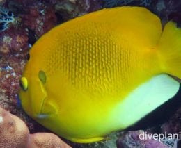 Angelfish threespot ci fci