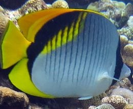 Butterflyfish lined ci fci