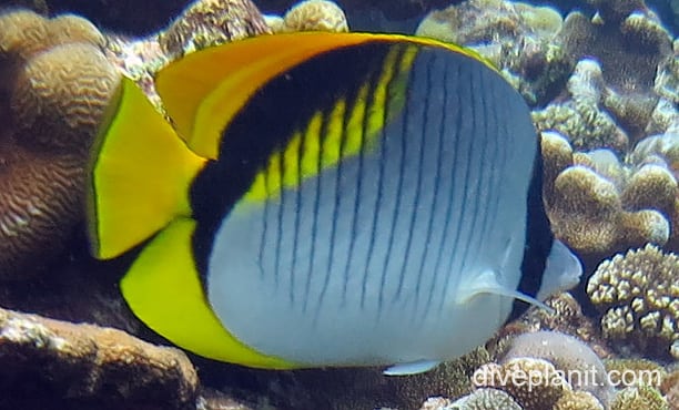 Butterflyfish lined ci fci