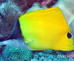 Butterflyfish longnose cki