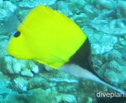 Butterflyfish longnosed ci