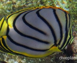 Butterflyfish meyers ci