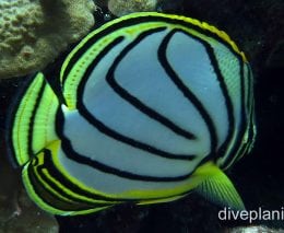 Butterflyfish meyers ci