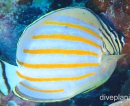 Butterflyfish ornate ci fci