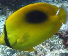 Butterflyfish oval spot nsw