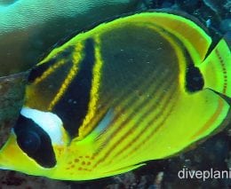 Butterflyfish racoon ci