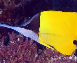 Butterflyfish really longnose ci