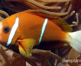 Damselfish barrier reef anemonefish nsw