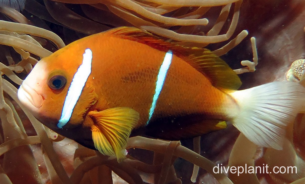 Damselfish barrier reef anemonefish nsw