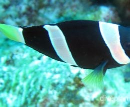 Damselfish clarks anemonefish ci fci