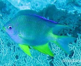 Damselfish goldendamsel cki