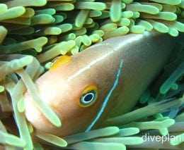 Damselfish pink anemonefish cki fci