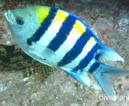 Damselfish sergeant major nsw