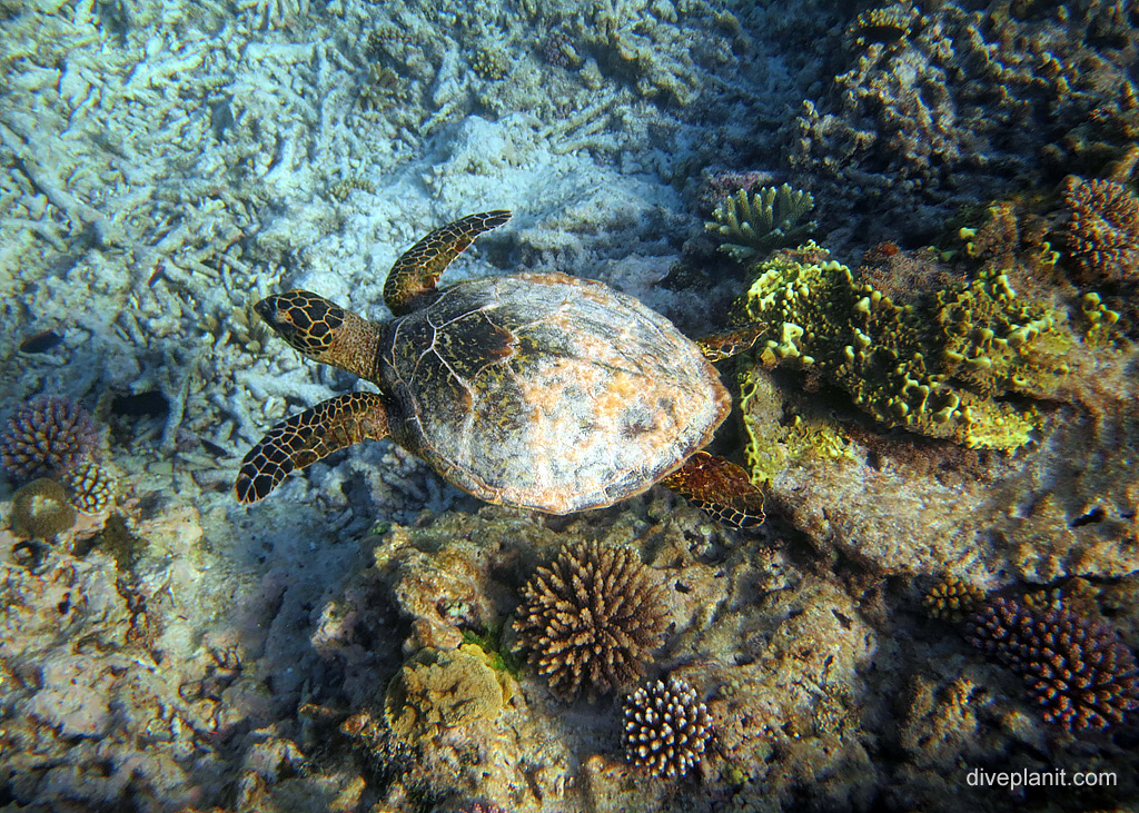 Little turtle at Lady Elliot Island