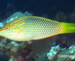 Wrasse checkerboard ci