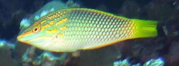 Checkerboard Wrasse