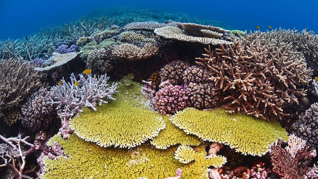 Great barrier reef