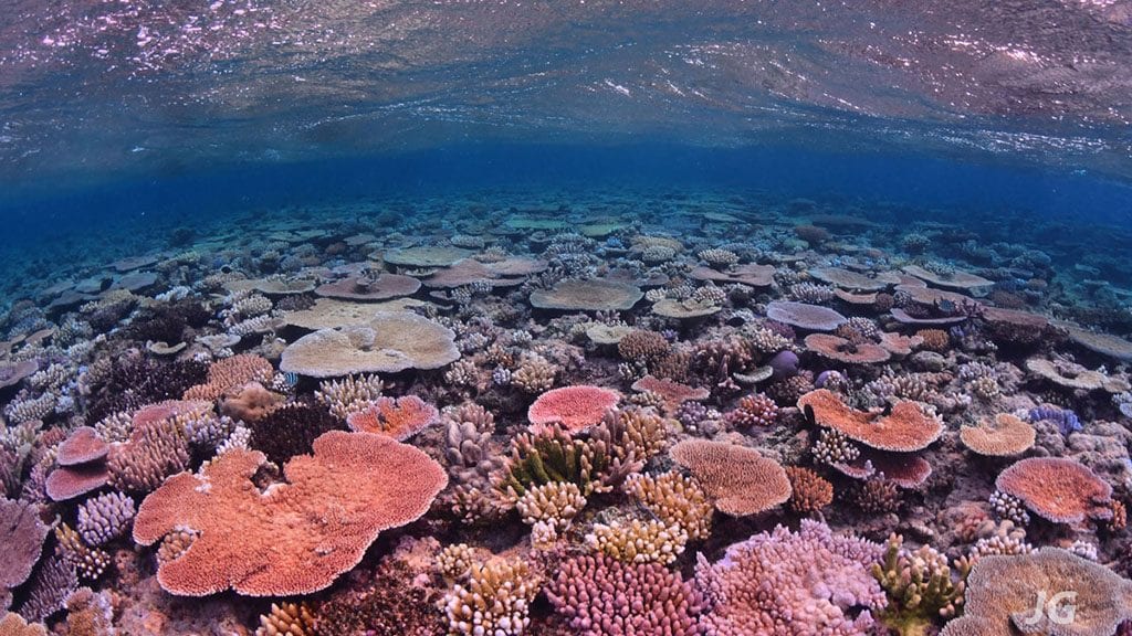 Great barrier reef