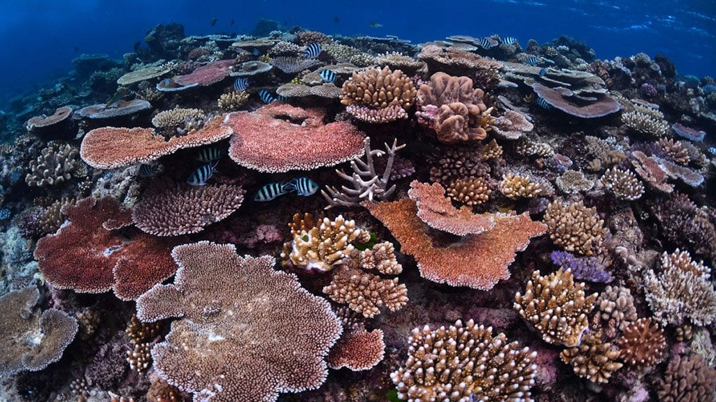 Great barrier reef