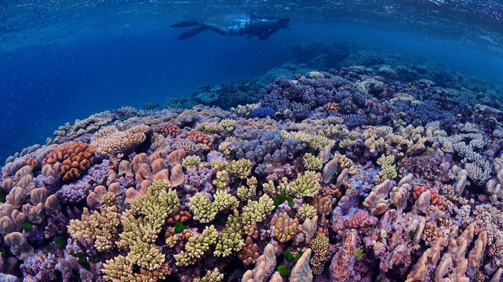 Great barrier reef