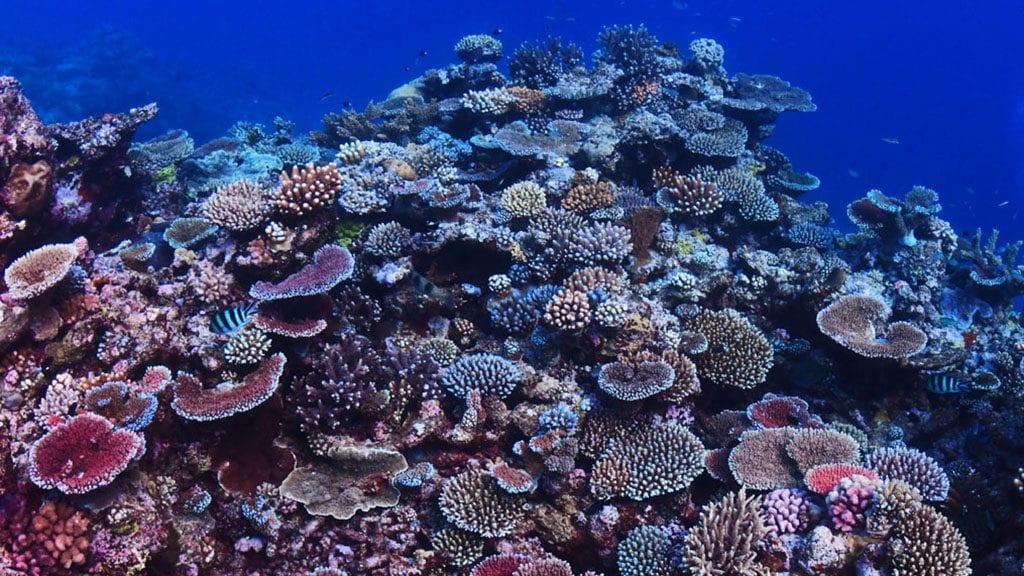 Great barrier reef