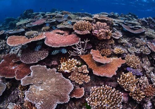 Great barrier reef