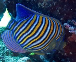 Angelfish regal ci