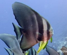 Batfish rounded batfish cki foa