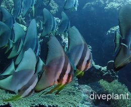 Batfish rounded batfish cki