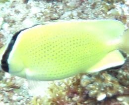 Butterflyfish citron nsw