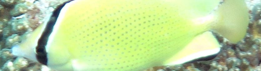 Citron Butterflyfish