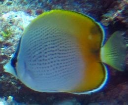 Butterflyfish gunthers nsw