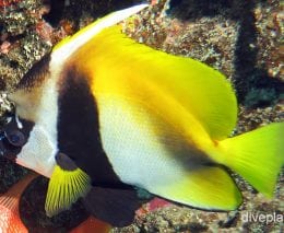 Butterflyfish horned bannerfish cki