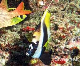 Butterflyfish horned bannerfish cki