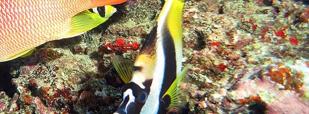 Horned Bannerfish