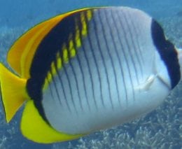 Butterflyfish lined ci fci