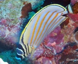 Butterflyfish ornate butterflyfish ci fci