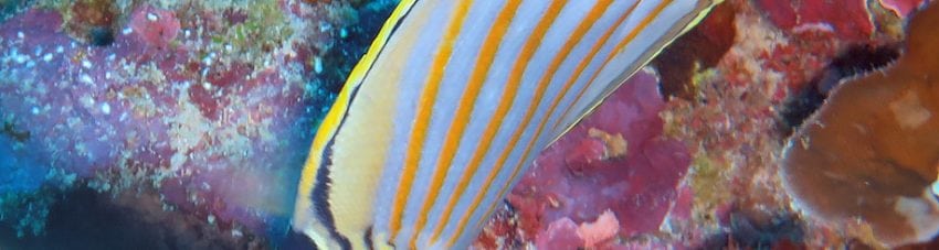 Ornate Butterflyfish